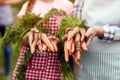 Close up of domestic grown carrots